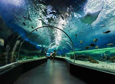 Dubai Aquarium & Underwater Zoo 150 AED